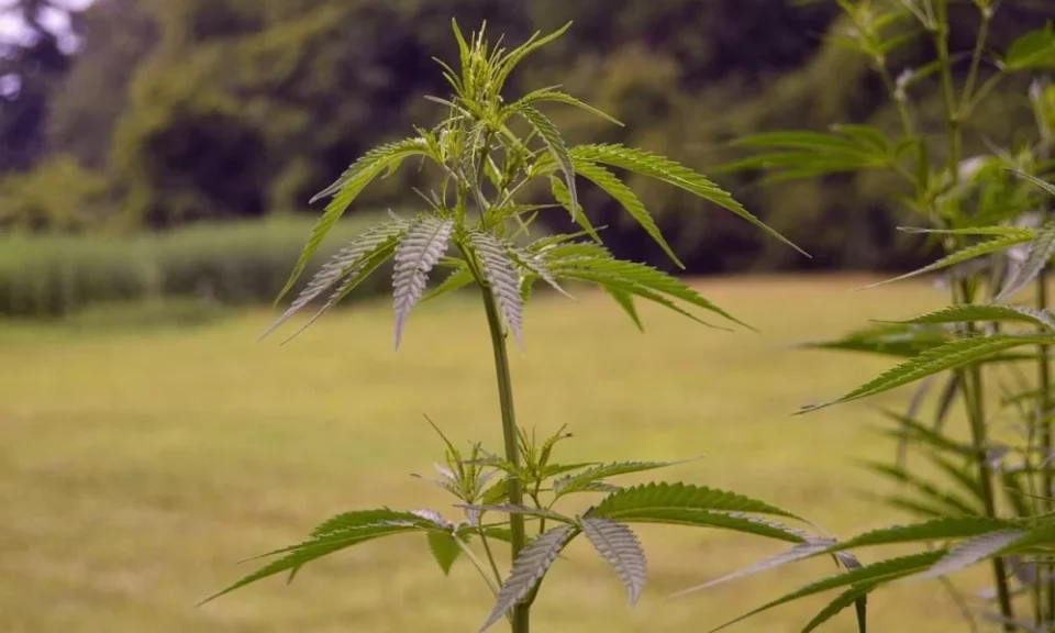cannabis lovers